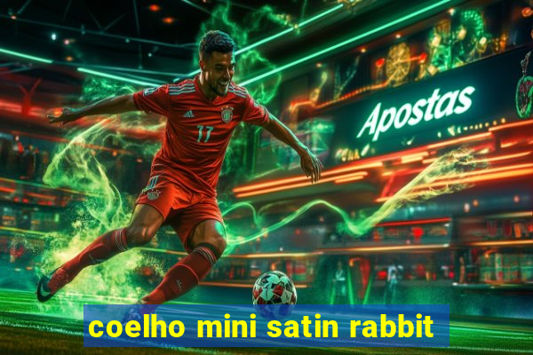 coelho mini satin rabbit